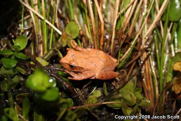 Southern Spring Peeper (Pseudacris crucifer bartramiana)