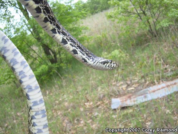 Bullsnake (Pituophis catenifer sayi)