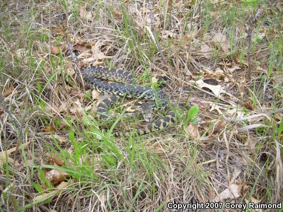 Bullsnake (Pituophis catenifer sayi)