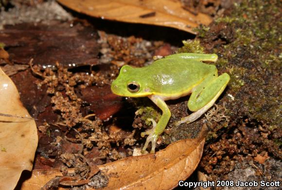 Squirrel Treefrog (Hyla squirella)