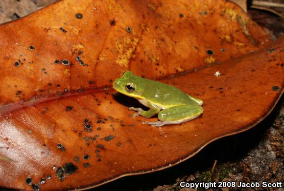 Squirrel Treefrog (Hyla squirella)