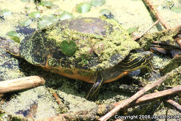 Coastal Plain Cooter (Pseudemys concinna floridana)