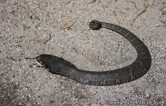 Eastern Hog-nosed Snake (Heterodon platirhinos)