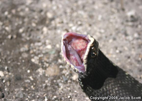 Eastern Hog-nosed Snake (Heterodon platirhinos)