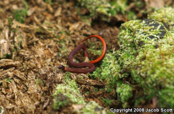 Florida Red-bellied Snake (Storeria occipitomaculata obscura)