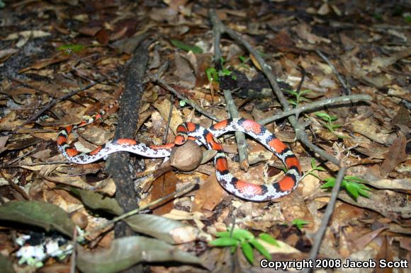 Northern  Scarletsnake (Cemophora coccinea copei)