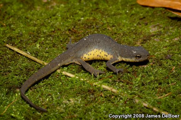 Central Newt (Notophthalmus viridescens louisianensis)