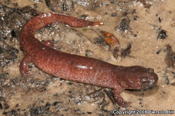 Southern Red Salamander (Pseudotriton ruber vioscai)