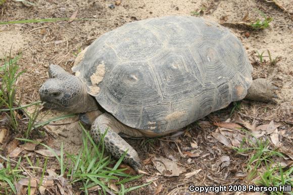 Gopher Tortoise (Gopherus polyphemus)