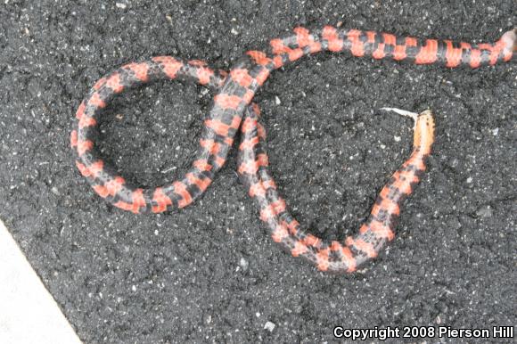 Eastern Mudsnake (Farancia abacura abacura)