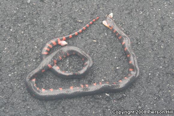 Eastern Mudsnake (Farancia abacura abacura)