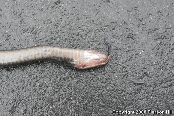 Brown-chinned Racer (Coluber constrictor helvigularis)