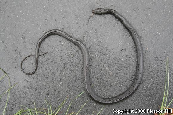 Brown-chinned Racer (Coluber constrictor helvigularis)