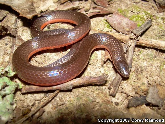 Midwestern Wormsnake (Carphophis amoenus helenae)