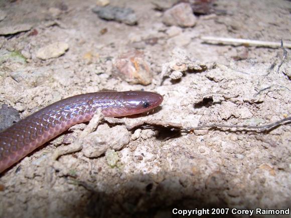 Midwestern Wormsnake (Carphophis amoenus helenae)