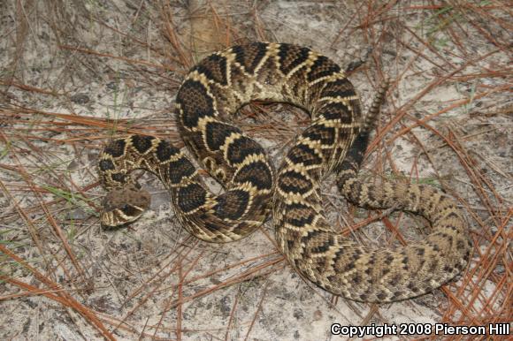 Eastern Diamond-backed Rattlesnake (Crotalus adamanteus)