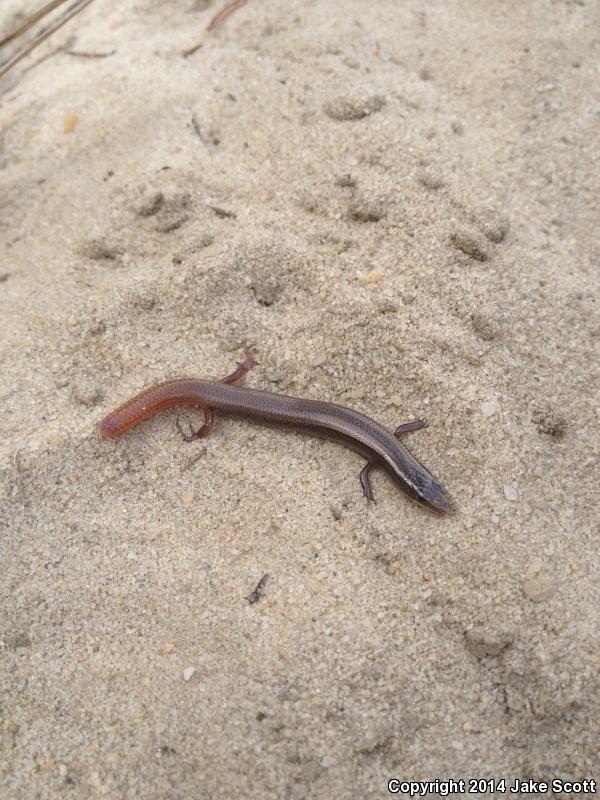 Peninsula Mole Skink (Plestiodon egregius onocrepis)