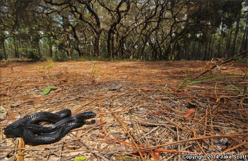 Eastern Indigo Snake (Drymarchon couperi)