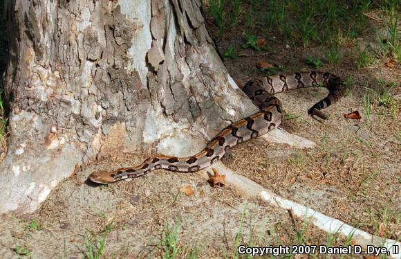 Timber Rattlesnake (Crotalus horridus)