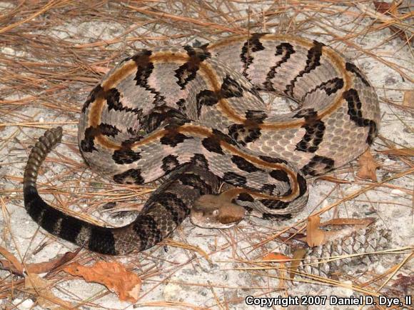 Timber Rattlesnake (Crotalus horridus)