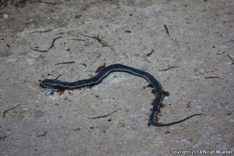 Blue-striped Gartersnake (Thamnophis sirtalis similis)