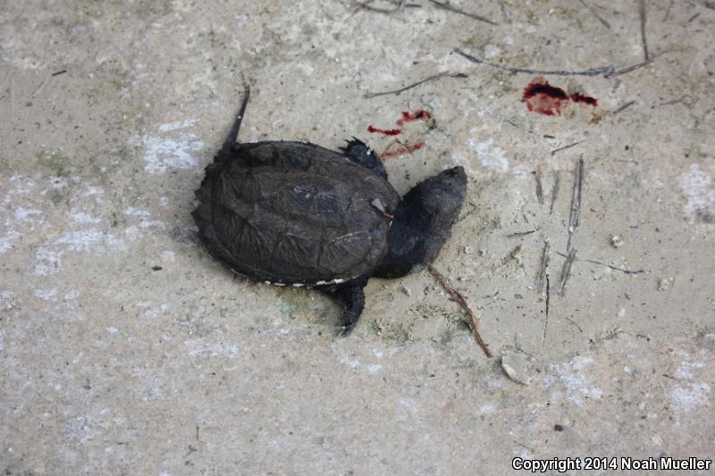 Florida Snapping Turtle (Chelydra serpentina osceola)