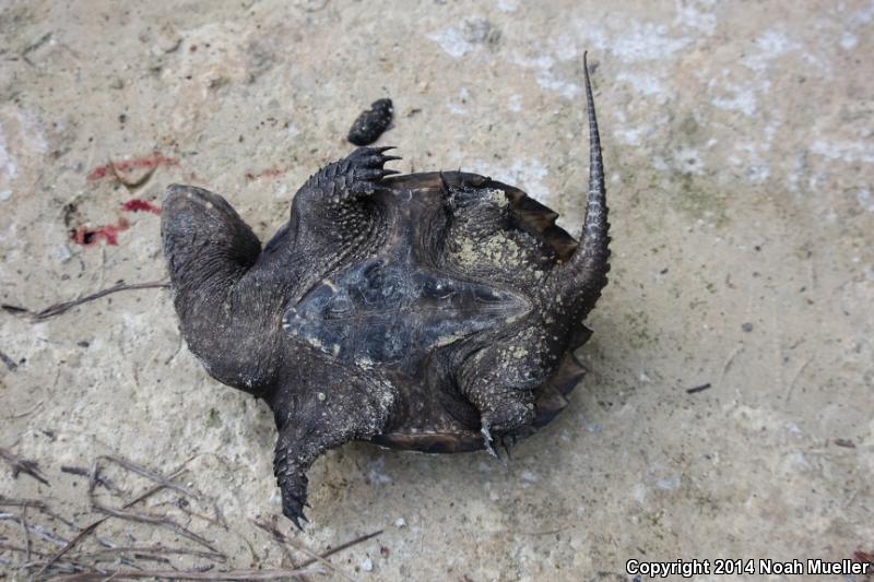 Florida Snapping Turtle (Chelydra serpentina osceola)