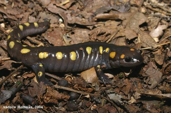 Spotted Salamander (Ambystoma maculatum)