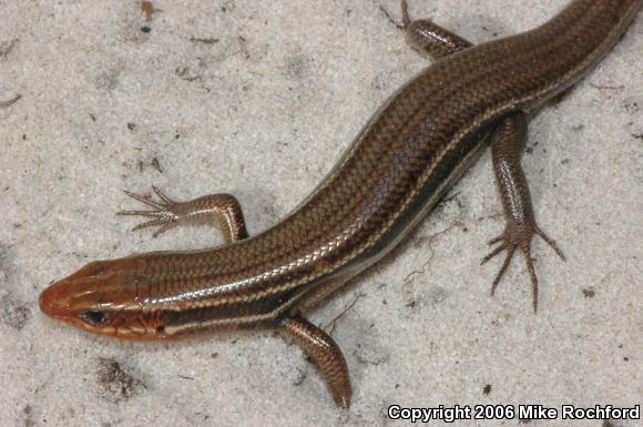 Southeastern Five-lined Skink (Plestiodon inexpectatus)