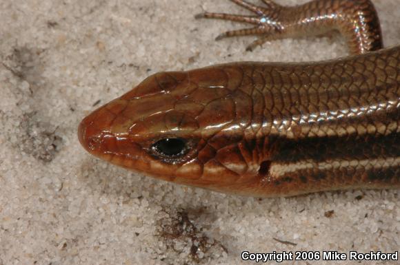 Southeastern Five-lined Skink (Plestiodon inexpectatus)