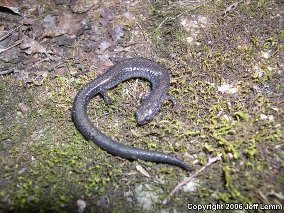 Northern Ravine Salamander (Plethodon electromorphus)