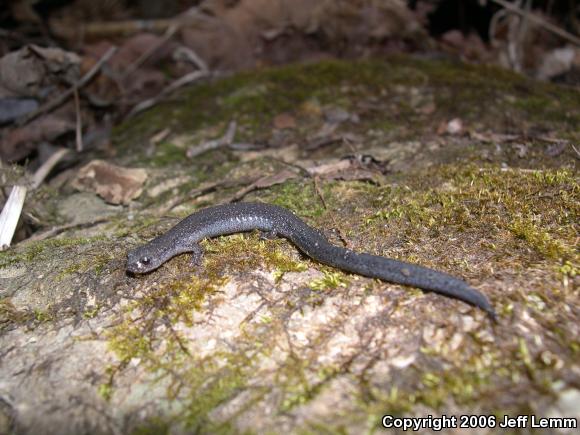 Northern Ravine Salamander (Plethodon electromorphus)