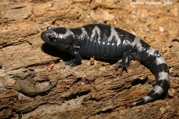 Marbled Salamander (Ambystoma opacum)