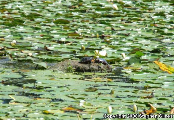 Eastern Painted Turtle (Chrysemys picta picta)