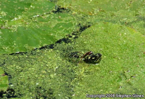 Eastern Painted Turtle (Chrysemys picta picta)