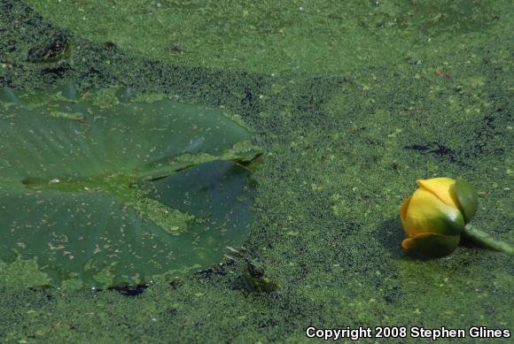 Eastern Painted Turtle (Chrysemys picta picta)