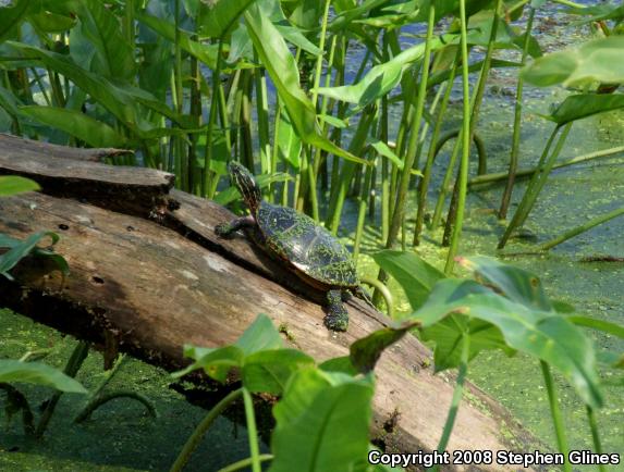 Eastern Painted Turtle (Chrysemys picta picta)