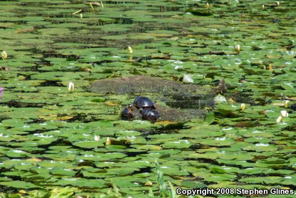 Eastern Painted Turtle (Chrysemys picta picta)