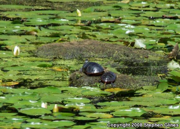 Eastern Painted Turtle (Chrysemys picta picta)