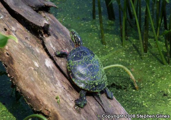 Eastern Painted Turtle (Chrysemys picta picta)