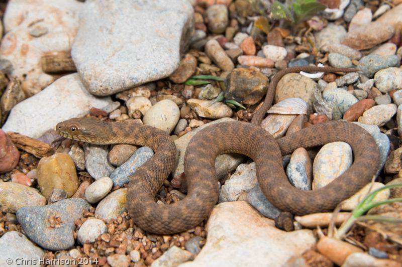 Concho Watersnake (Nerodia paucimaculata)