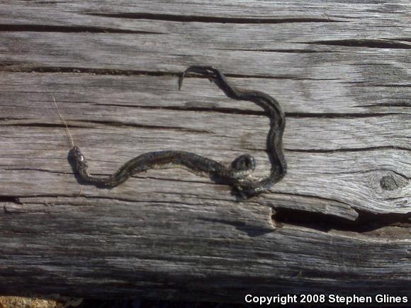 Eastern Gartersnake (Thamnophis sirtalis sirtalis)