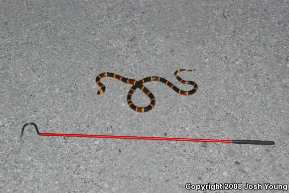 Eastern Coral Snake (Micrurus fulvius)