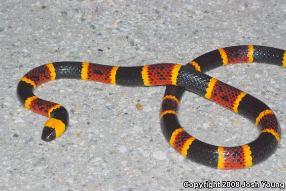 Eastern Coral Snake (Micrurus fulvius)