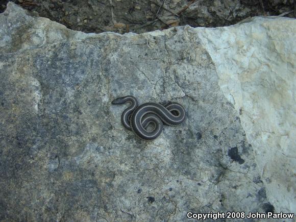 Lined Snake (Tropidoclonion lineatum)