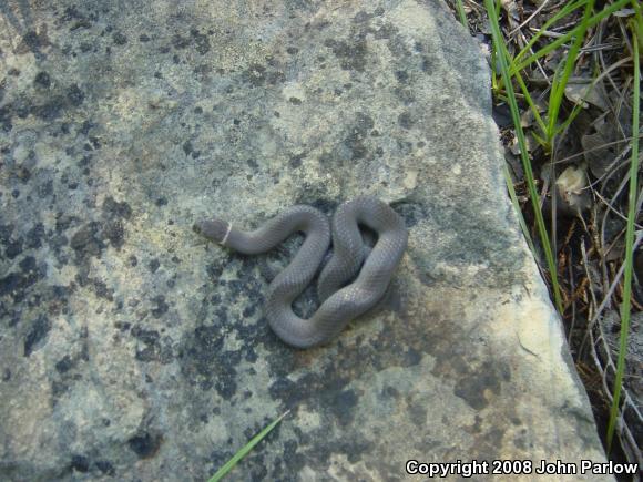 Prairie Ring-necked Snake (Diadophis punctatus arnyi)