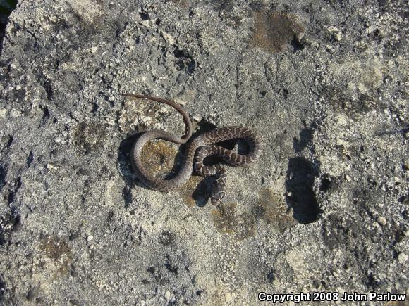 Eastern Yellow-bellied Racer (Coluber constrictor flaviventris)