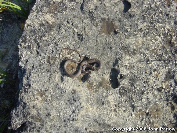 Eastern Yellow-bellied Racer (Coluber constrictor flaviventris)