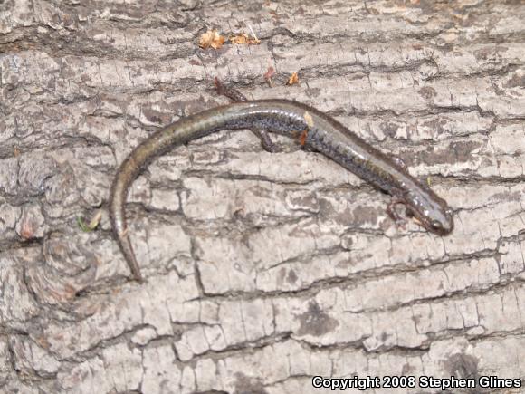 Eastern Red-backed Salamander (Plethodon cinereus)