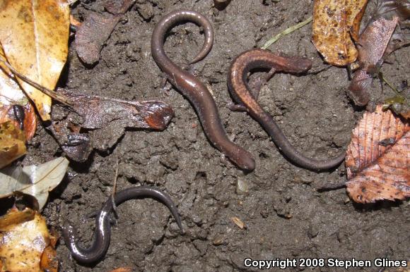 Eastern Red-backed Salamander (Plethodon cinereus)